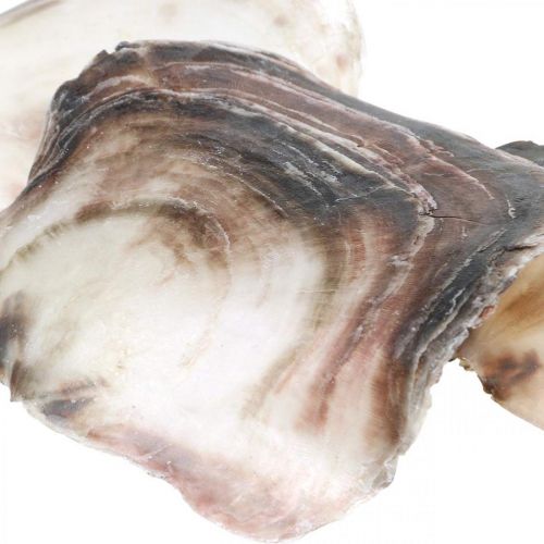 Floristik24 Capiz Schelpen, Natuurlijke Clam Schelpen, Natuurlijke Artikelen Parelmoer Paars 4–16cm 430g