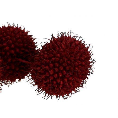 Floristik24 Plataanvruchten gedroogd donkerrood 250g