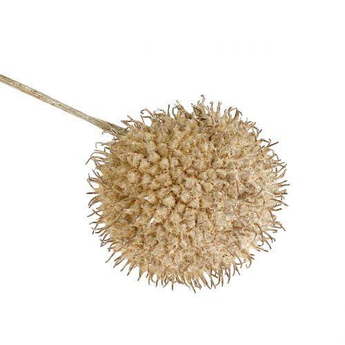 Floristik24 Vlak fruit gewassen wit 250g