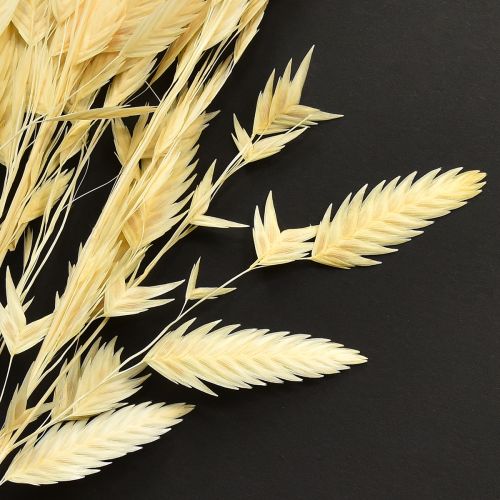 Artikel Platoorgras Chasmantium Champagne 70cm 10 stuks
