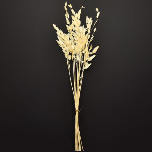 Artikel Platoorgras Chasmantium Champagne 70cm 10 stuks