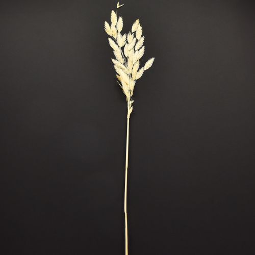 Artikel Platoorgras Chasmantium Champagne 70cm 10 stuks