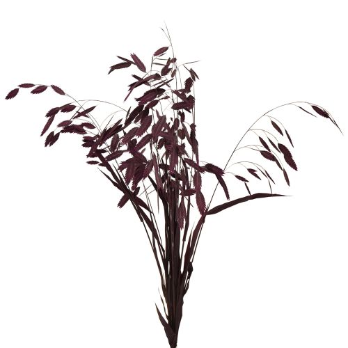 Platoorgras droog gras Chasmantium paars 70cm 10 stuks