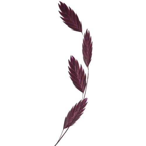 Artikel Platoorgras droog gras Chasmantium paars 70cm 10 stuks