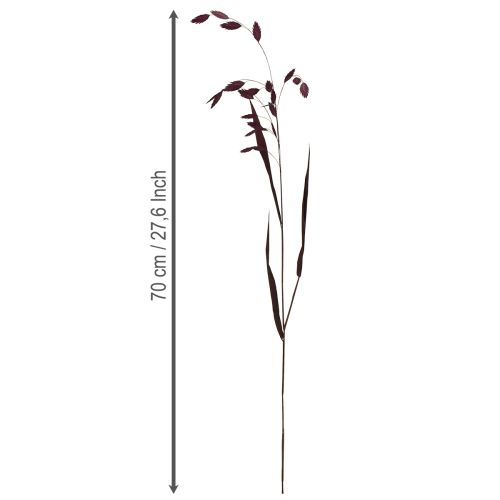 Artikel Platoorgras droog gras Chasmantium paars 70cm 10 stuks