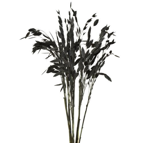 Platoorgras droog gras Chasmantium Zwart 70cm 10 stuks