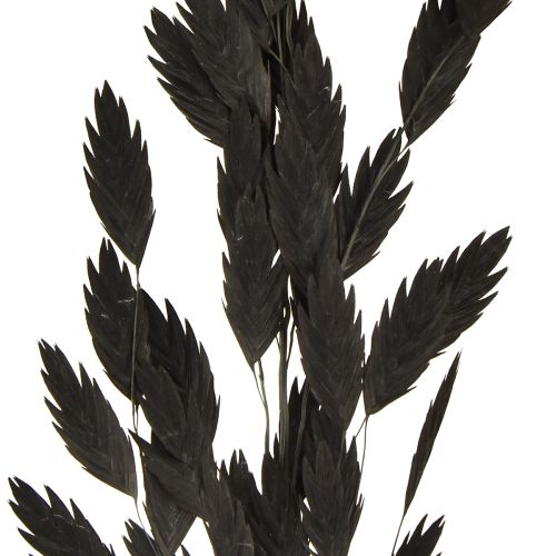 Artikel Platoorgras droog gras Chasmantium Zwart 70cm 10 stuks