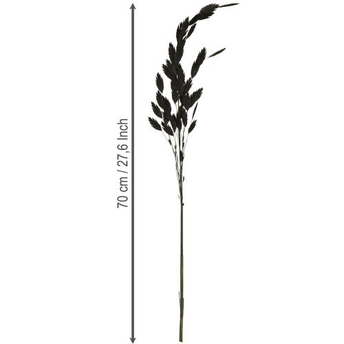 Artikel Platoorgras droog gras Chasmantium Zwart 70cm 10 stuks