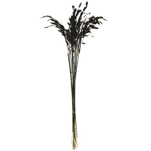Artikel Platoorgras droog gras Chasmantium Zwart 70cm 10 stuks