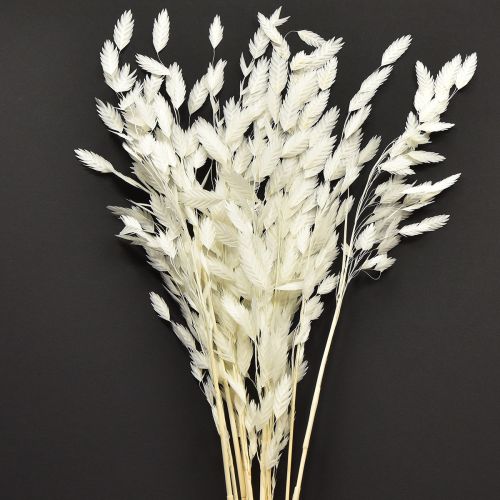 Floristik24 Platoorgras droog gras Chasmantium Wit 70cm 10 stuks