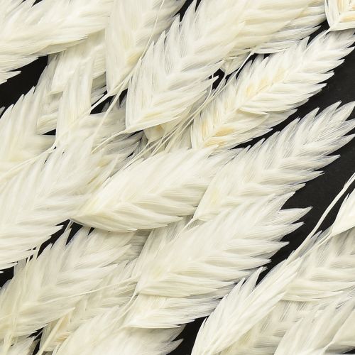 Artikel Platoorgras droog gras Chasmantium Wit 70cm 10 stuks