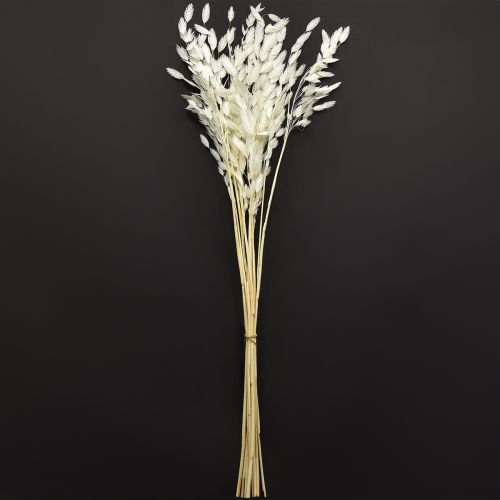 Artikel Platoorgras droog gras Chasmantium Wit 70cm 10 stuks