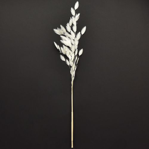 Artikel Platoorgras droog gras Chasmantium Wit 70cm 10 stuks
