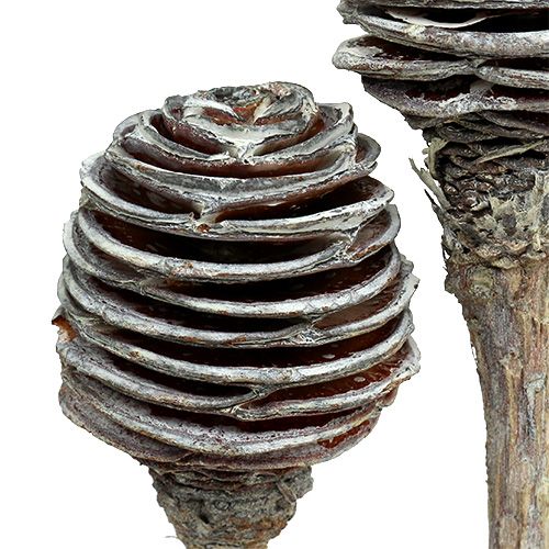 Artikel Platyspermum 25 stuks