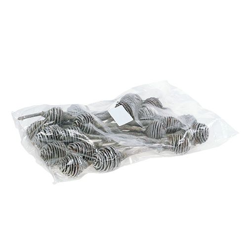 Artikel Platyspermum 25 stuks