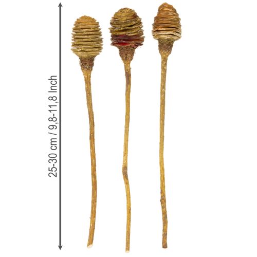 Artikel Platyspermum Crème 1-3, 50 kopjes