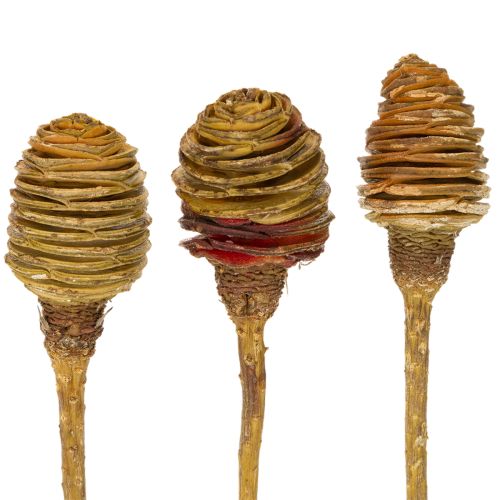 Artikel Platyspermum Crème 1-3, 50 kopjes