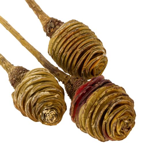 Artikel Platyspermum Crème 1-3, 50 kopjes