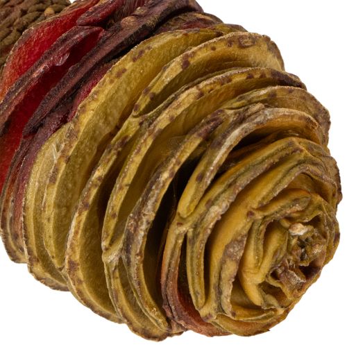 Artikel Platyspermum Crème 1-3, 50 kopjes