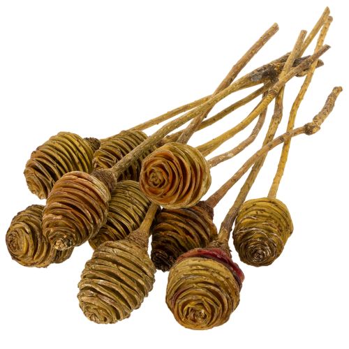 Artikel Platyspermum Crème 1-3, 50 kopjes