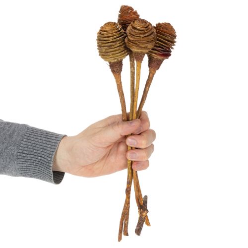 Artikel Platyspermum Crème 1-3, 50 kopjes