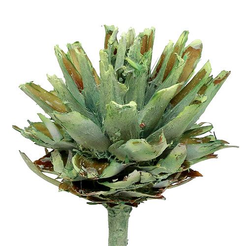 Artikel Plumosum 1 Groen Mat 25 st