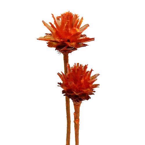 Plumosum 1 Oranje 25 st