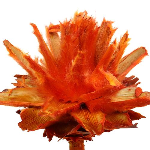 Artikel Plumosum 1 Oranje 25 st