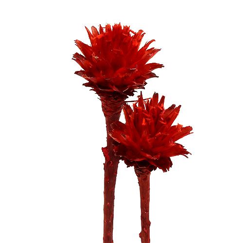 Floristik24 Plumosum 1 Rood 25 st
