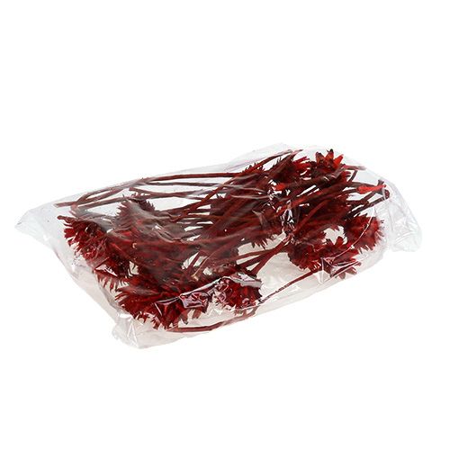 Artikel Plumosum 1 Rood 25 st