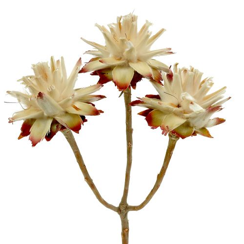 Leucospermum 1-3 Mix crème 100 koppen