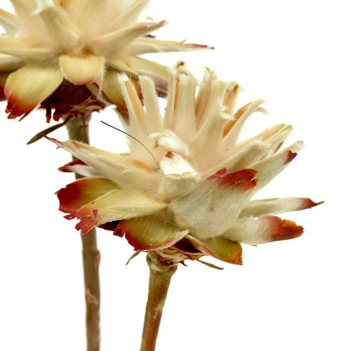 Floristik24 Leucospermum 1-3 Mix crème 100 koppen