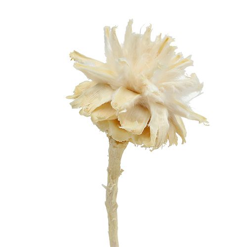 Plumosum 1 gebleekt 25st