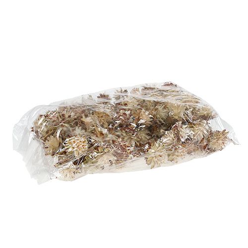 Artikel Plumosum met korte steel 3-6 1kg