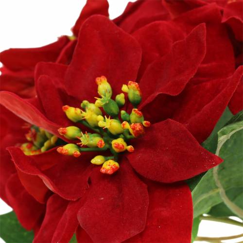 Floristik24 Poinsettiaboeket rood fluweel 35cm