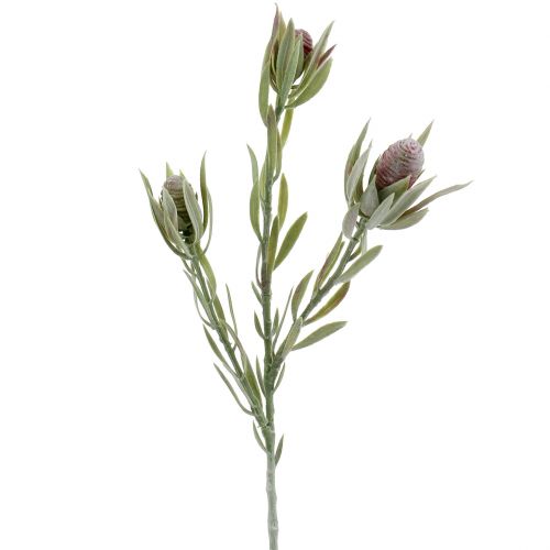 Floristik24 Protea boeket 43cm 6st