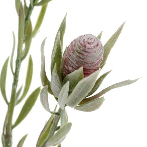 Floristik24 Protea boeket 43cm 6st