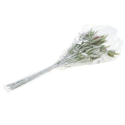 Floristik24 Protea boeket 43cm 6st