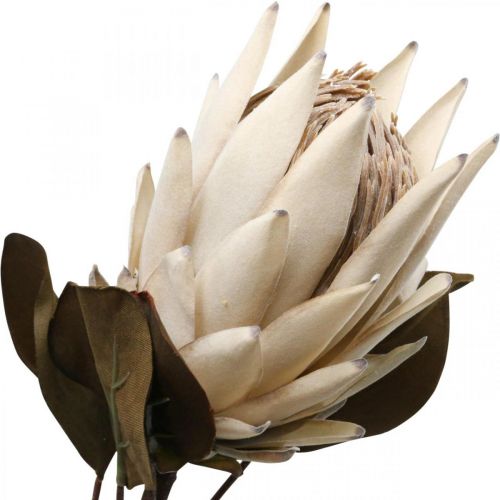 Protea Kunstmatig Verdorde Drylook Beige Bruin Groen 72cm