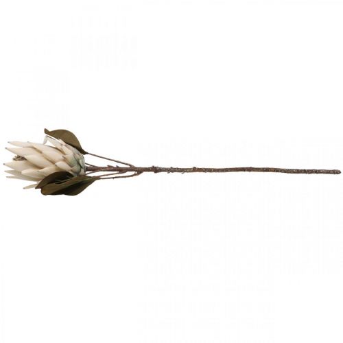 Floristik24 Protea Kunstmatig Verdorde Drylook Beige Bruin Groen 72cm