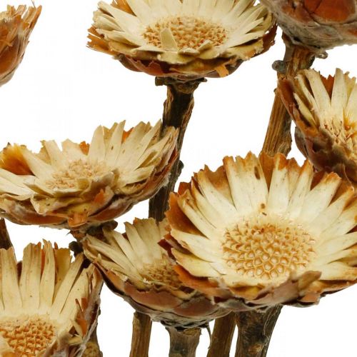 Floristik24 Protea Compacta Rozet Natuurlijke Gedroogde Bloem Suikerstruik 8 st