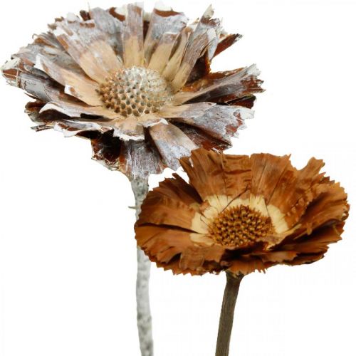 Floristik24 Exotische mix Protea Rosette naturel, white wash gedroogde bloem 9st