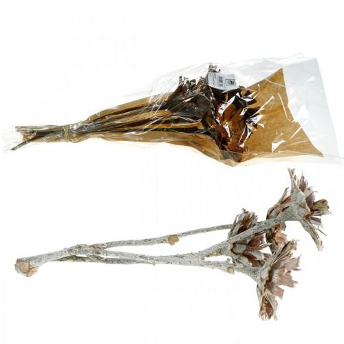Floristik24 Exotic Mix Protea Rozet Natuurlijk, Wit Gewassen Gedroogde Bloemen 9 st