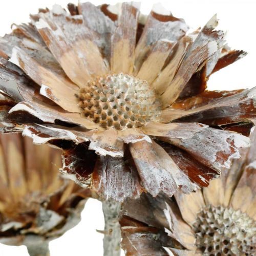 Floristik24 Exotic Mix Protea Rozet Natuurlijk, Wit Gewassen Gedroogde Bloemen 9 st