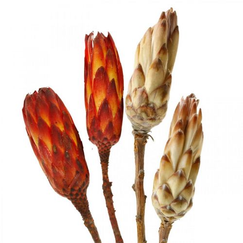 Floristik24 Protea Mix, Gedroogde Bloemen Respens Naturel/Rood 13 st