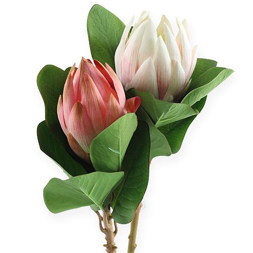 Floristik24 Protea Rosa 54cm 2st