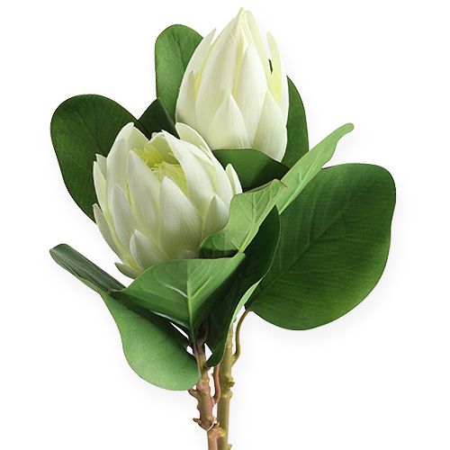 Protea wit 54cm 2st