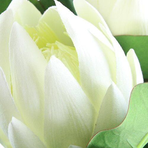 Floristik24 Protea wit 54cm 2st