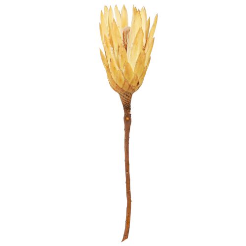 Artikel Eiwit gedroogde Repens crème 1e keus 10-12cm 25 st