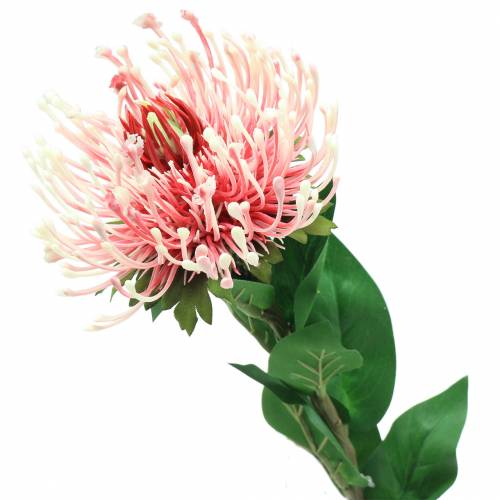 Artikel Protea Kunst Roze 73cm